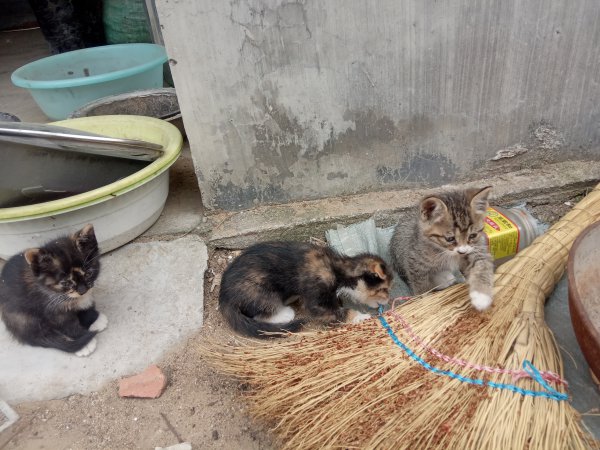 家有15只宠物猫欲出售，漂亮可爱，一个月到两个月大小不等，有