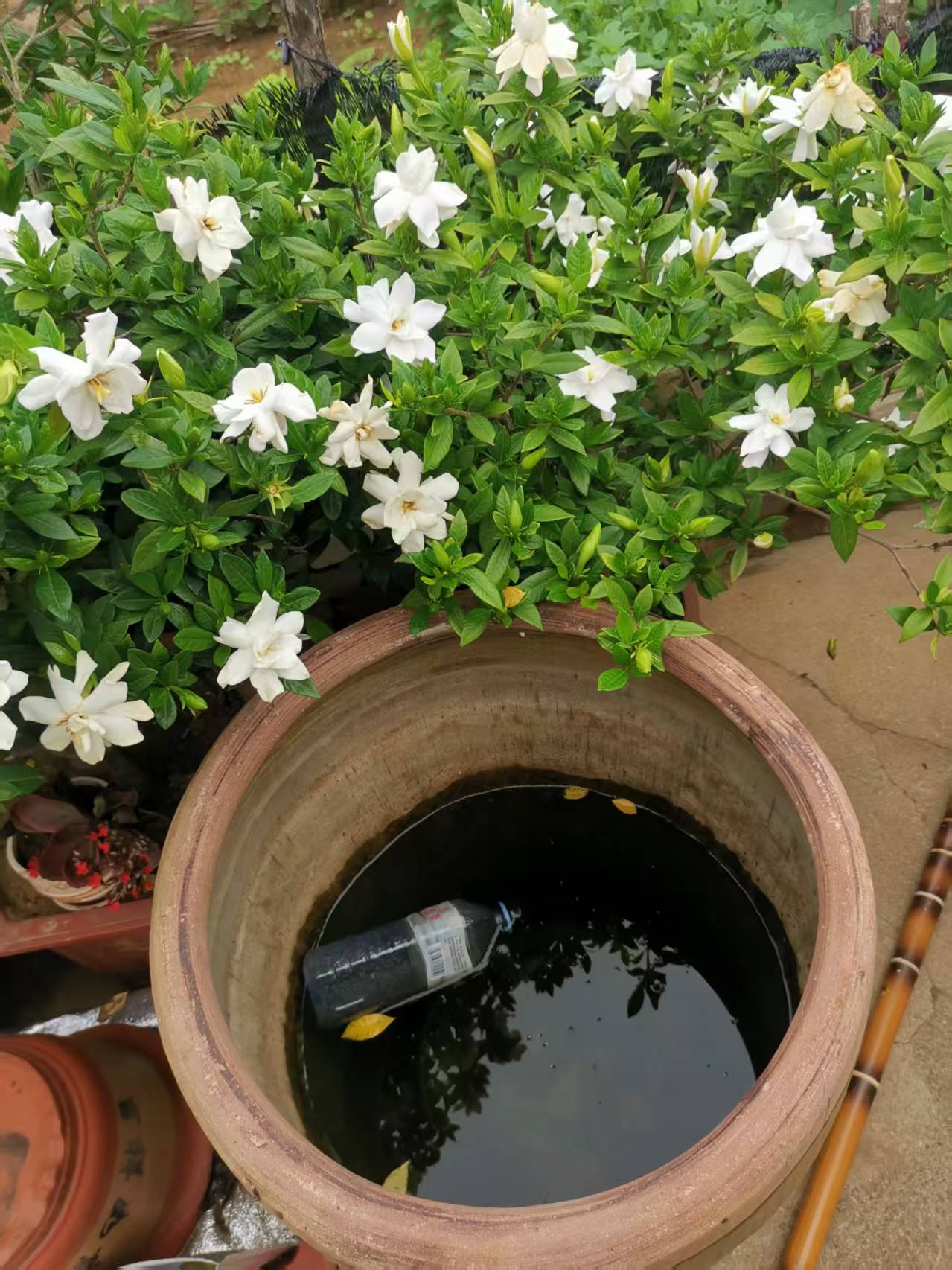 小栀子花寻爱花人