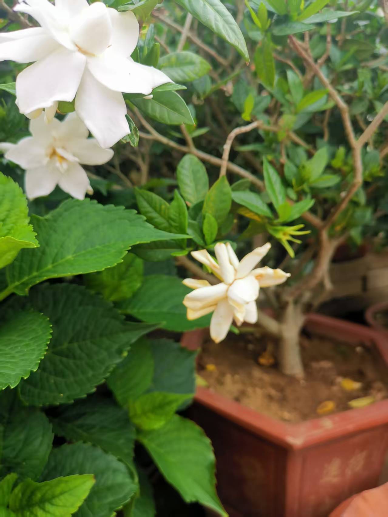小栀子花寻爱花人
