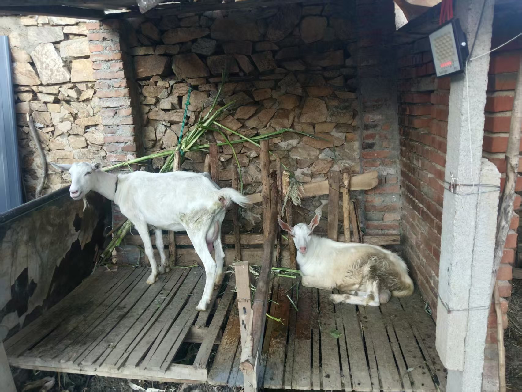 转让自家奶羊，小羊