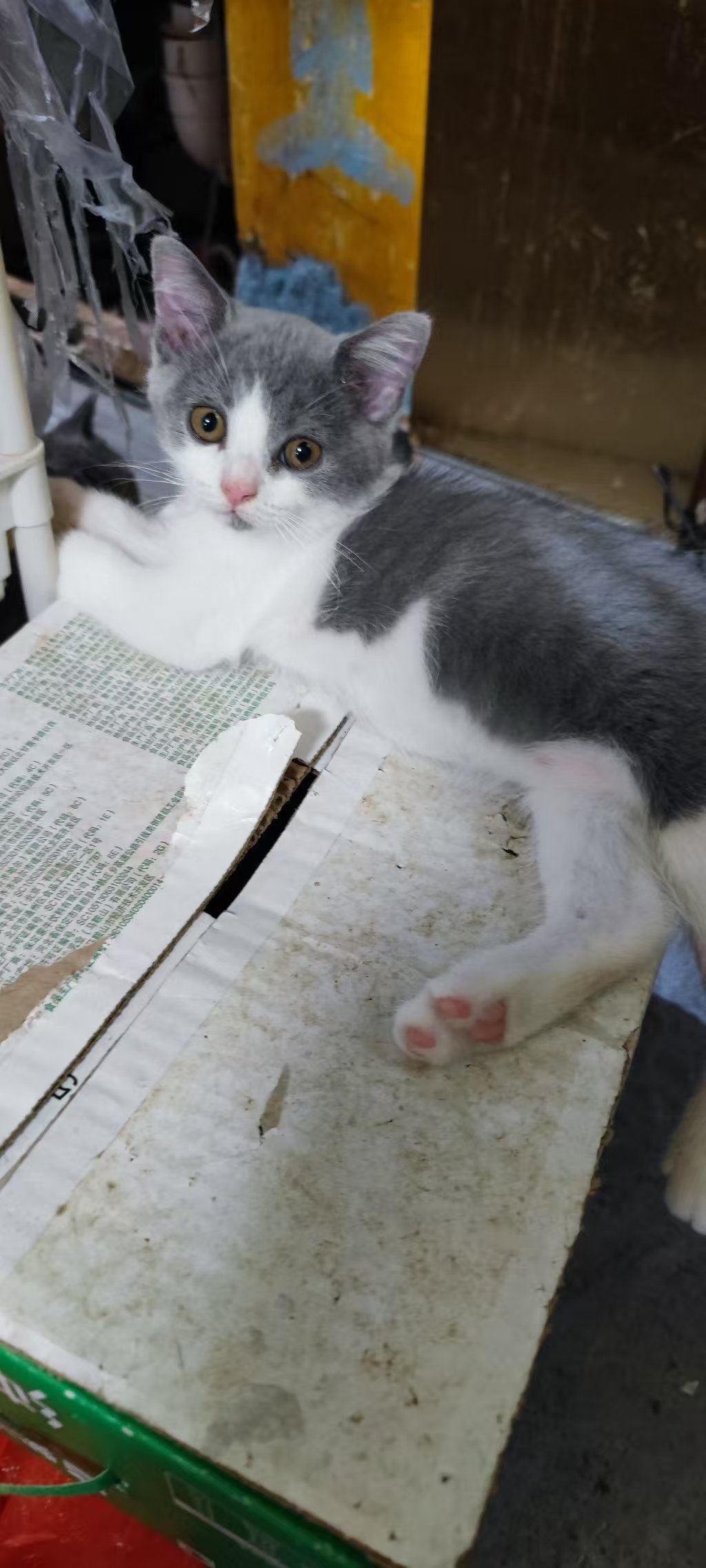 小猫出售