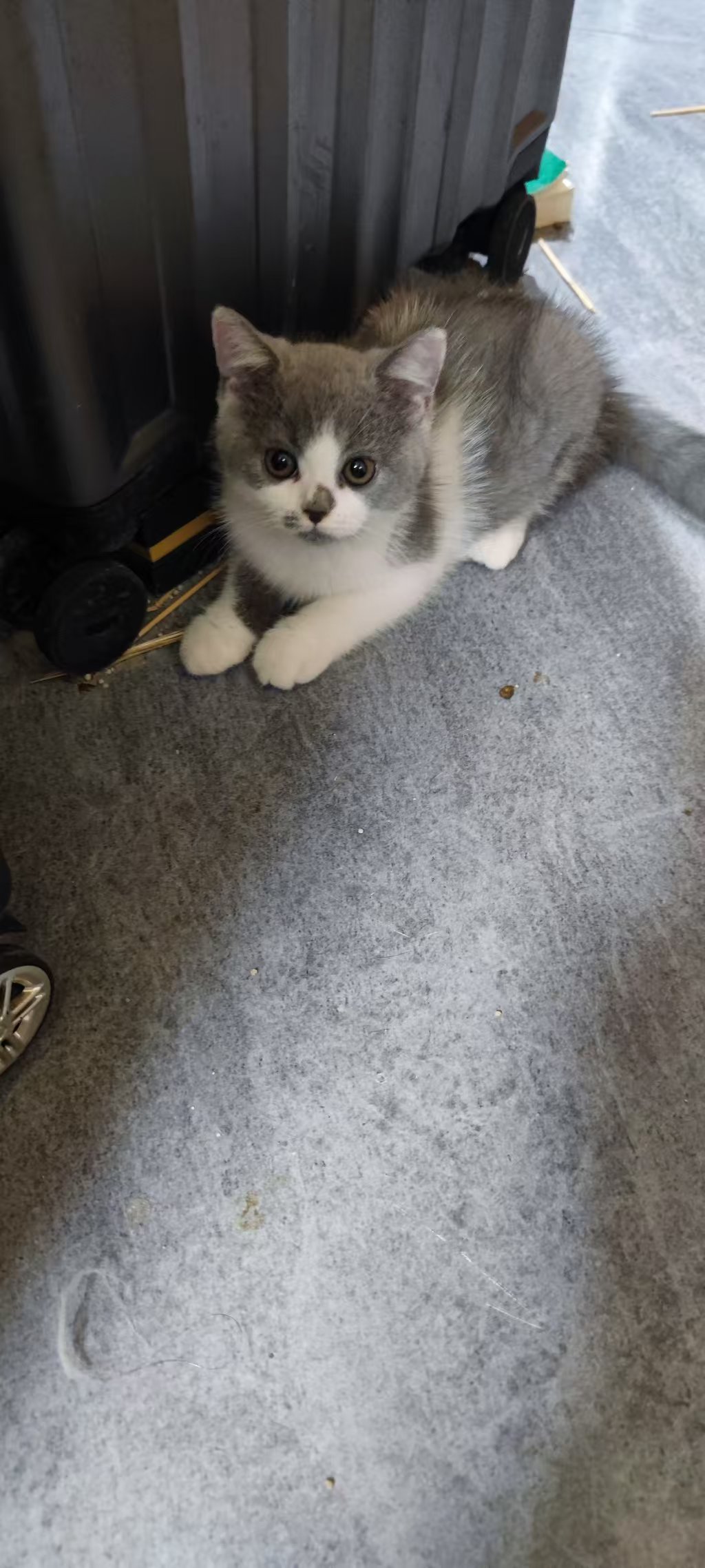小猫出售