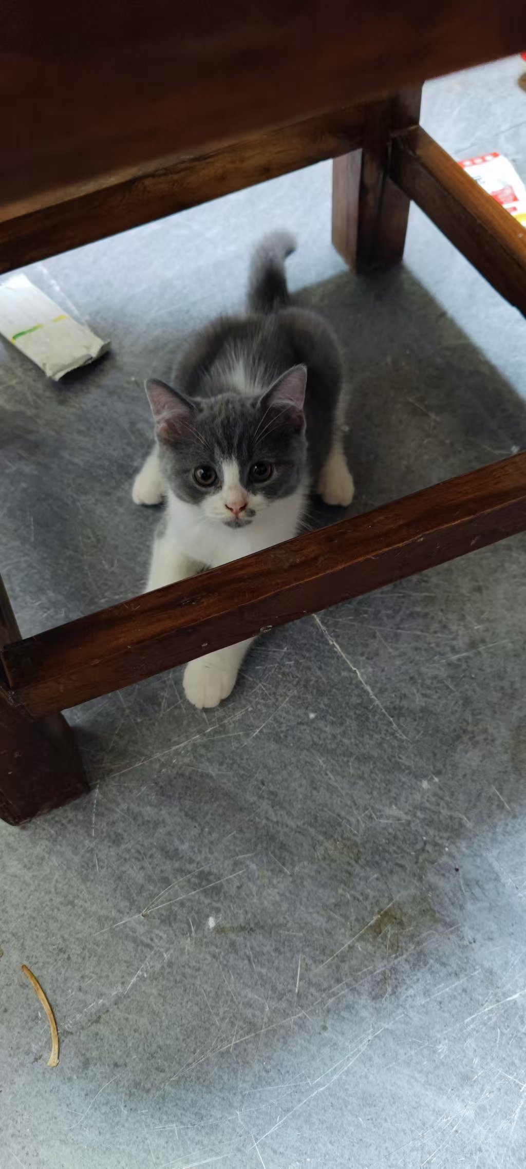 小猫出售