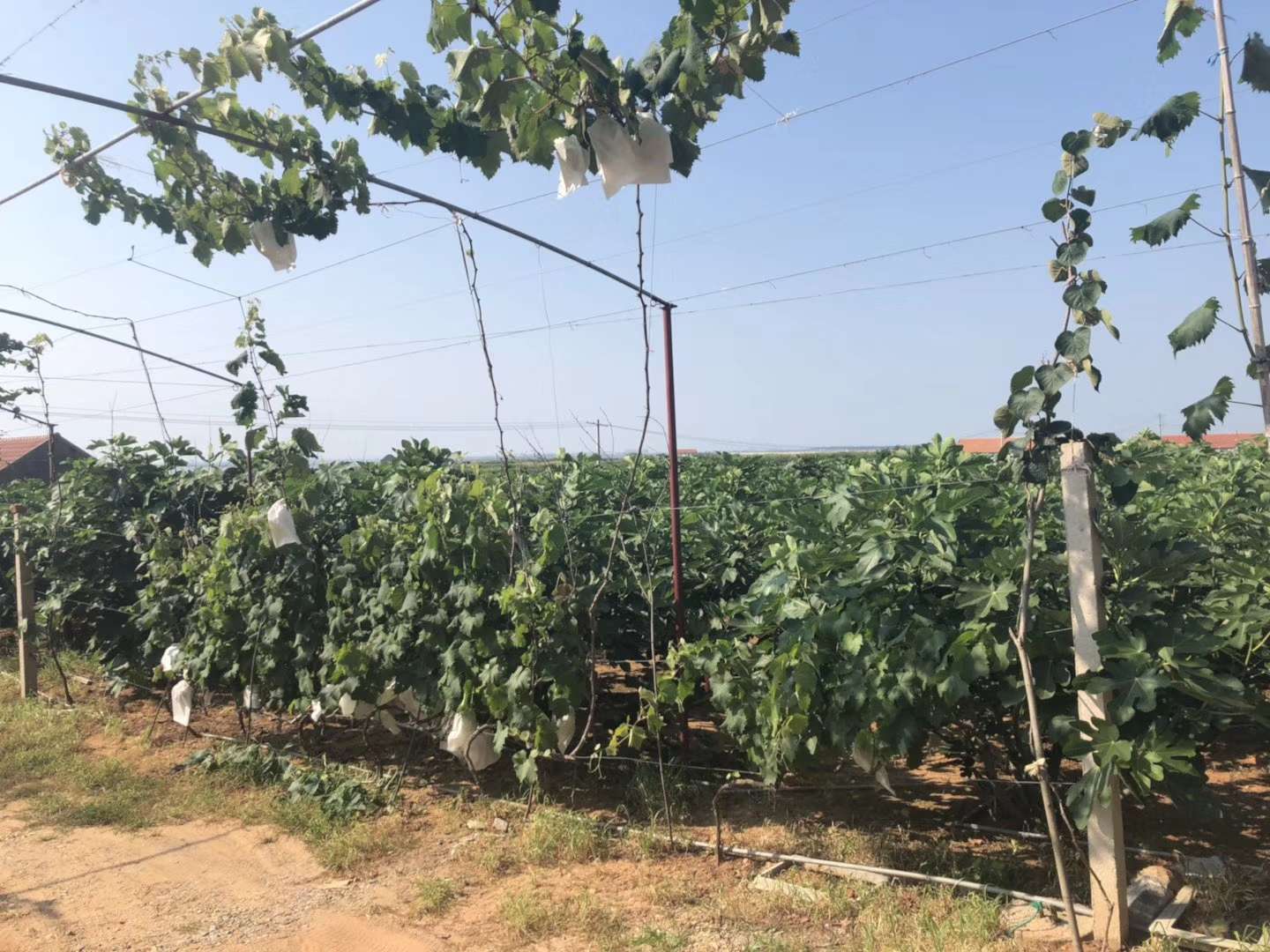 无花果果园出租出售