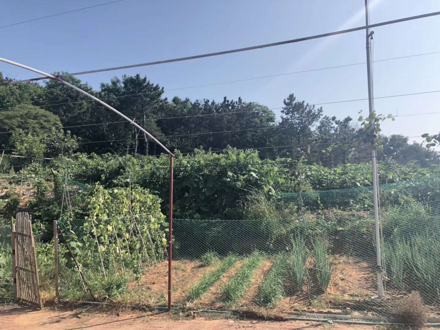 无花果果园出租出售