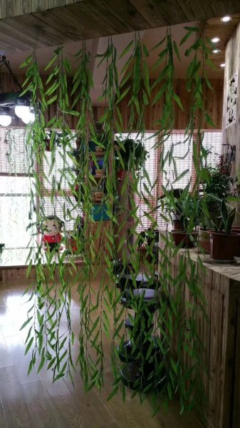 @1000/月，龙港外滩，12楼，西向