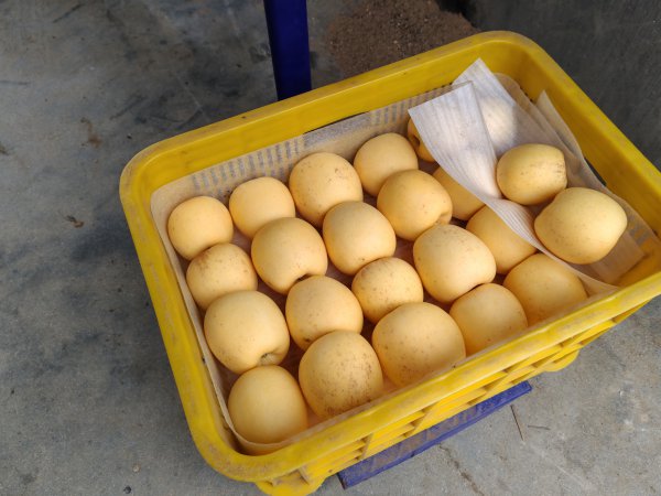 维纳斯苹果开卖啦