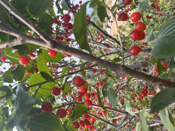 出售晒子小樱桃树苗