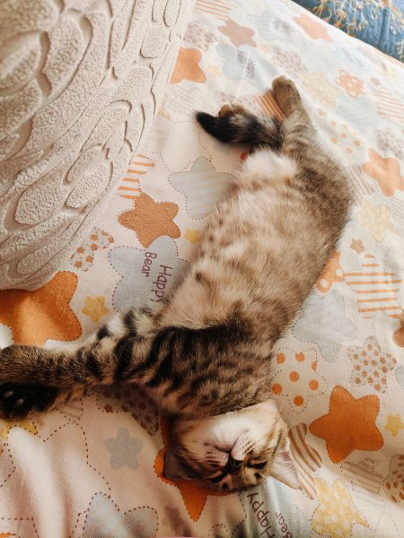 家有小狸花猫，2个多月，喜欢可以带走!